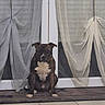 Alpha participe au concours pour gagner de l'argent avec cette photo : animal, brown_dog, calm, curtains, decor, dog, domestic, evening, floor, glass_door, home, indoor, pet, quiet, rug, sitting, tile, waiting, white_markings, window