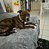 dog, brindle, couch, blanket, living_room, indoor, pet, relaxed, toy, floor, rug, furniture, plant, collar, tile_floor, modern, decor, comfortable, cute, text_overlay