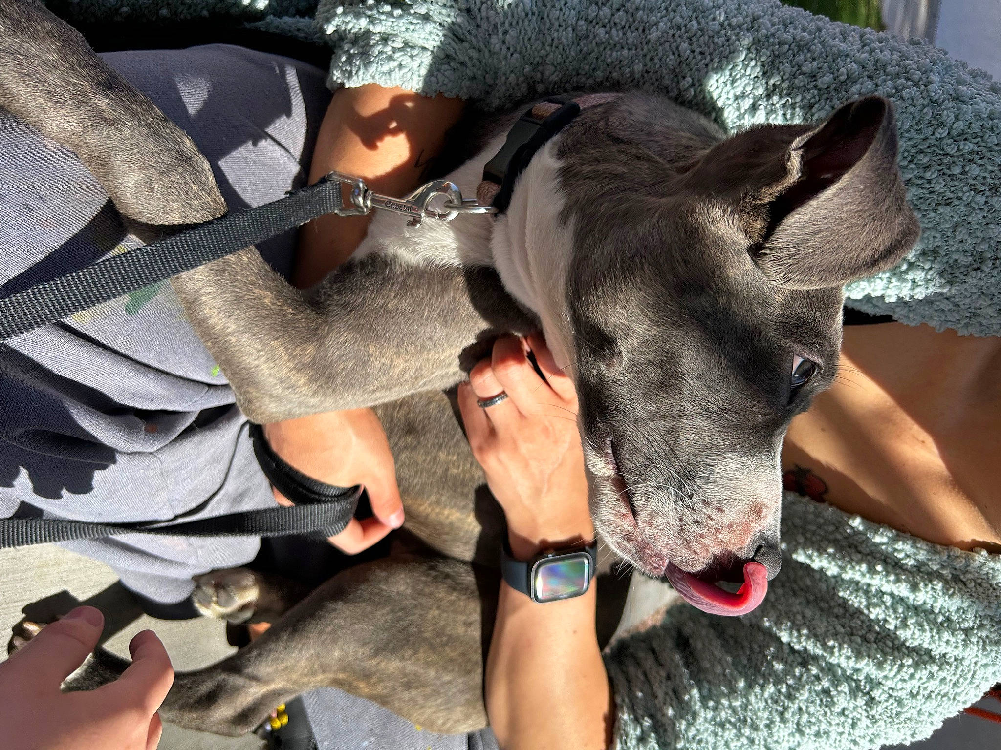 Gotham is registered to the contest to win money with this photo: adventure, canidae, cap, carnivore, collar, companion_dog, dog, dog_breed, dog_collar, fashion_accessory, fawn, fun, hat, human_leg, non_sporting_group, recreation, snout, sporting_group, watch, working_animal