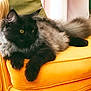 armchair, black_cat, cat, cozy, cushion, domestic_animal, ear_tufts, fluffy, furniture, indoor, living_room, long_hair, mammal, orange, pet, relaxed, resting, soft_texture, whiskers, yellow_eyes