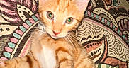 Boots joined the competition — help win amazing prizes! animal, cat, closeup, colorful, curious, cute, domestic_cat, feline, green_eyes, indoor, kitten, lying_down, orange_tabby, patterned_fabric, paw, pet, playful, soft_fur, whiskers, young_cat