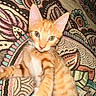 kitten, cat, orange_tabby, pet, cute, green_eyes, whiskers, patterned_fabric, colorful, closeup, young_cat, indoor, feline, paw, playful, curious, soft_fur, animal, domestic_cat, lying_down