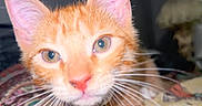 Boots joined the competition — help win amazing prizes! cat, kitten, orange_tabby, whiskers, ears, close_up, pet, animal, indoor, blanket, pattern, lamp, cozy, curious, feline, cute, nose, fur, portrait, soft_light