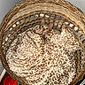 Boots joined the competition — help win amazing prizes! kitten, cat, basket, blanket, leopard_print, cozy, curious, pet, indoor, wood_floor, woven, cute, animal, fur, paw, small, domestic, resting, looking, container
