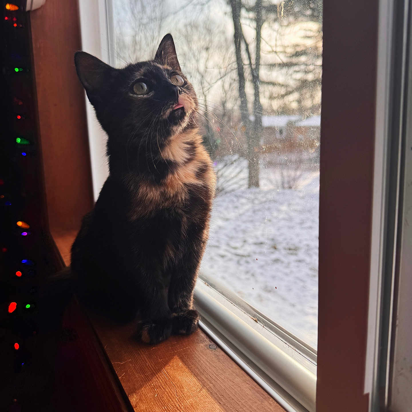 Squee joined the competition — help win amazing prizes! abyssinian, animal, blackcat, cat, hardwood, kitten, manx, pet, siamese, window, windowsill, wood