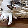 Domino And Pixie