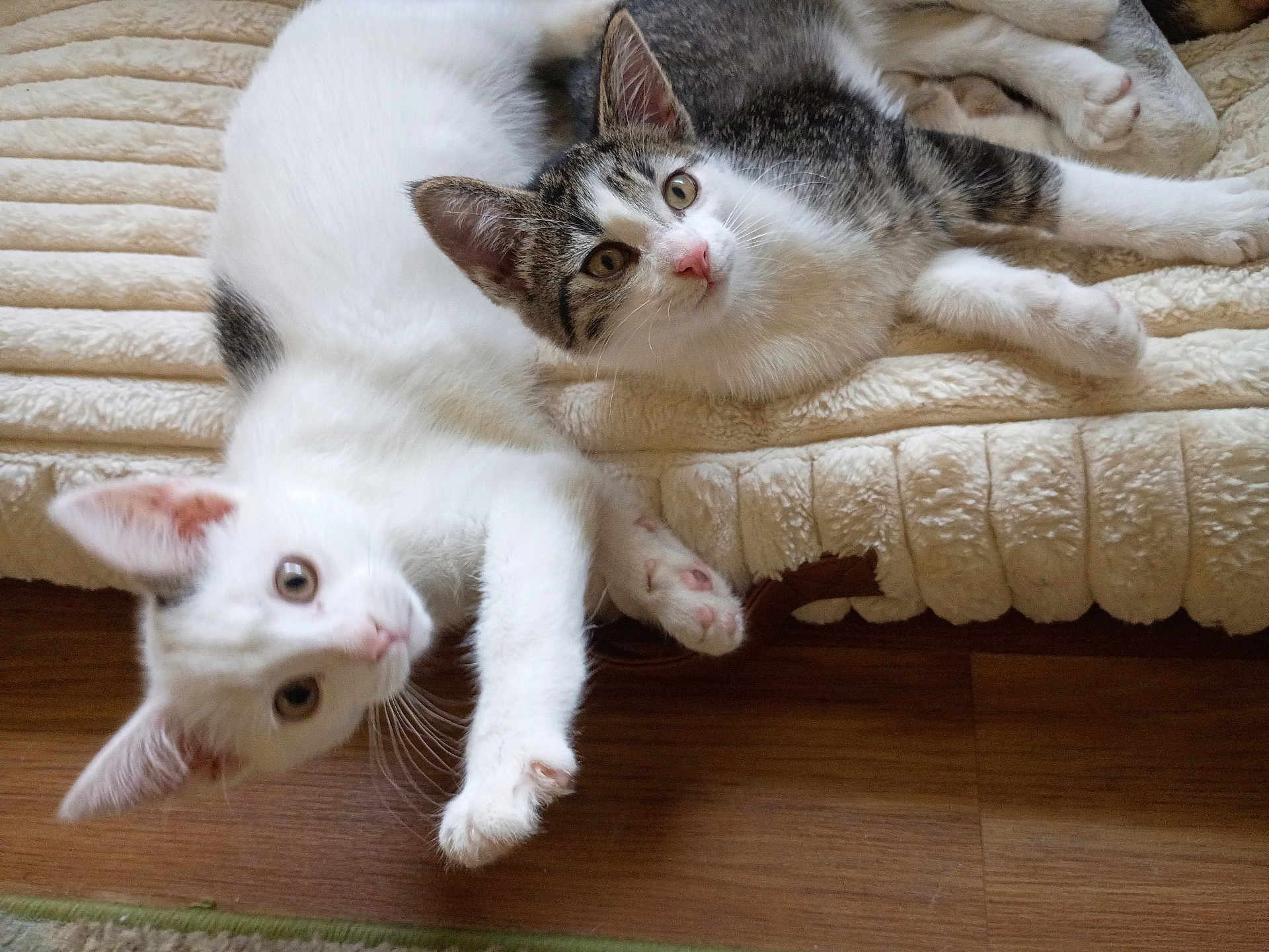 Domino And Pixie joined the competition — help win amazing prizes! kitten, cat, pet, animal, indoor, resting, curious, white_cat, gray_cat, fur, whiskers, floor, blanket, texture, paws, ears, closeup, two_animals, domestic_cat, relaxed