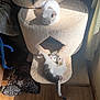 Domino And Pixie joined the competition — help win amazing prizes! cat, kitten, cat_tree, pet, indoor, sunlight, wood_floor, playful, feline, cozy, fur, animal, resting, curtain, carpet, household, cute, white, gray, relaxing