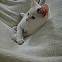 Domino And Pixie is registered to the contest to win money with this photo: kitten, cat, white_cat, animal, pet, fur, cute, relaxing, blanket, soft, indoor, paw, ears, whiskers, young, feline, cozy, resting, looking_away, comfort