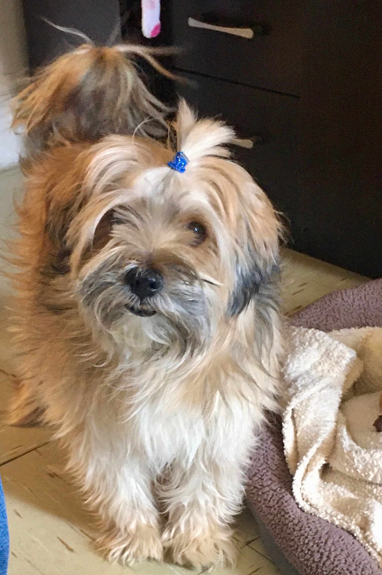 Benji is registered to the contest to win money with this photo: dog, fluffy, indoor, pet_bed, hair_tie, curious, floor, furniture, brown, white, scruffy, canine, animal, domestic, cute, standing, fur, companion, friendly, home