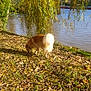 Quidditch a rejoint le concours — aidez-le/la à gagner de superbes lots ! dog, outdoor, river, willow_tree, leaves, grass, sunlight, nature, autumn, canine, pet, water, trees, daylight, brown, green, scenery, walking, animal, park