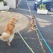 Quidditch a rejoint le concours — aidez-le/la à gagner de superbes lots ! dog, leash, sidewalk, street, car, plant, outdoor, sunlight, pavement, pet, walking, suburban, daytime, two_dogs, animal, canine, road, greenery, urban, happy
