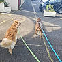 dog, leash, sidewalk, street, car, plant, outdoor, sunlight, pavement, pet, walking, suburban, daytime, two_dogs, animal, canine, road, greenery, urban, happy