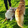 Quidditch participe au concours pour gagner de l'argent avec cette photo : dog, dogs, grass, outdoor, sunlight, person, legs, canine, pet, playing, nature, animal, fur, panting, greenery, sunny, recreation, companion, mammal, daylight