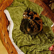 Origami a rejoint le concours — aidez-le/la à gagner de superbes lots ! cat, calico_cat, pet, sleeping, basket, blanket, green_blanket, cozy, indoor, furniture, woven_basket, fur, animal, resting, cute, domestic_animal, sleep, relaxation, soft_texture, curled_up