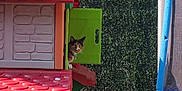 Origami participe au concours pour gagner de l'argent avec cette photo : cat, calico_cat, playhouse, plastic_playhouse, green_hedge, trampoline, outdoor, sunlight, pet, window, curious, backyard, garden, toy_house, animal, feline, daylight, nature, colorful, leisure