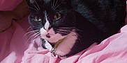 Oliana participe au concours pour gagner de l'argent avec cette photo : cat, tuxedo_cat, black_and_white, pet, animal, indoor, bed, blanket, pillow, cozy, resting, fur, whiskers, collar, cute, domestic_cat, cute_pet, relaxed, home, soft