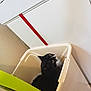 Oliana participe au concours pour gagner de l'argent avec cette photo : cat, black_cat, white_cat, plastic_bin, green_lid, indoor, domestic, curious, yellow_eyes, looking_up, container, feline, pet, household, cabinet, red_stripe, white_surface, close_up, animal, fur