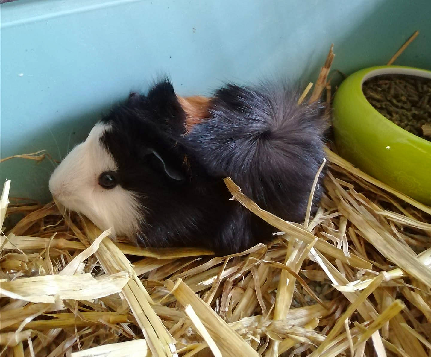 Gaspard a rejoint le concours — aidez-le/la à gagner de superbes lots ! domestic_rabbit, fawn, grass, guinea_pig, hamster, plant, rabbits_and_hares, rodent, straw, whiskers