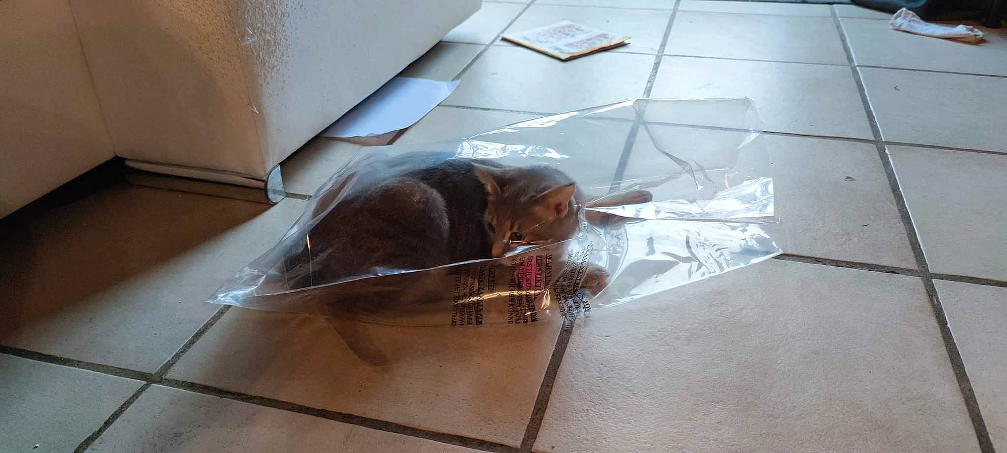 Réglisse participe au concours pour gagner de l'argent avec cette photo : art, carnivore, companion_dog, dog_breed, felidae, floor, flooring, glass, hardwood, hood, liver, metal, plywood, sculpture, small_to_medium_sized_cats, tail, whiskers, wing, wood, working_animal