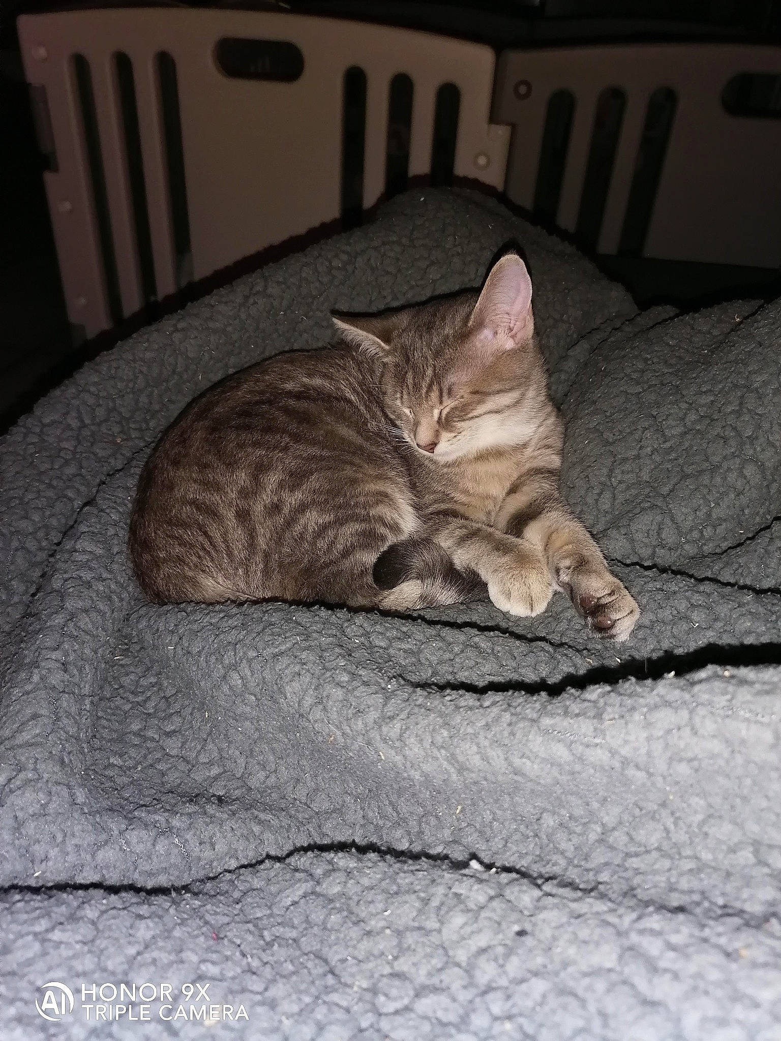 Réglisse participe au concours pour gagner de l'argent avec cette photo : bedding, carnivore, cat, comfort, domestic_short_haired_cat, fawn, felidae, flooring, fur, grey, linens, nap, paw, room, sleep, small_to_medium_sized_cats, snout, tail, whiskers, wood