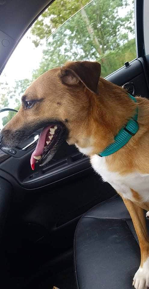 Sadie joined the competition — help win amazing prizes! automotive_exterior, canidae, car, carnivore, collar, companion_dog, dog, dog_breed, dog_collar, dog_supply, fawn, leash, snout, sporting_group, tree, vehicle, vehicle_door, whiskers, windshield, working_animal