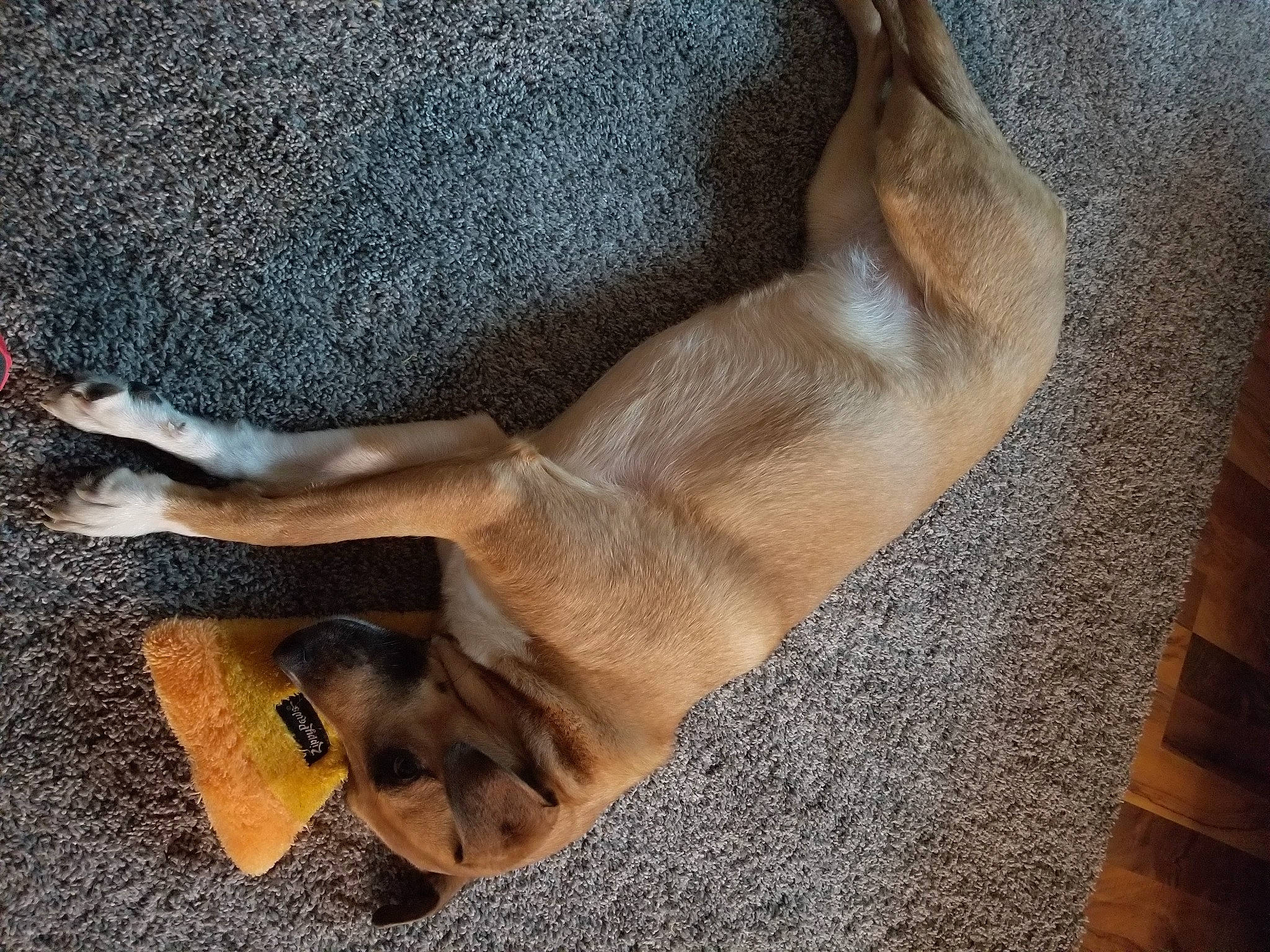 Sadie joined the competition — help win amazing prizes! canidae, carnivore, comfort, dog_breed, elbow, fawn, foot, fur, human_leg, liver, natural_material, paw, snout, sporting_group, tail, terrestrial_animal, wildlife, working_animal