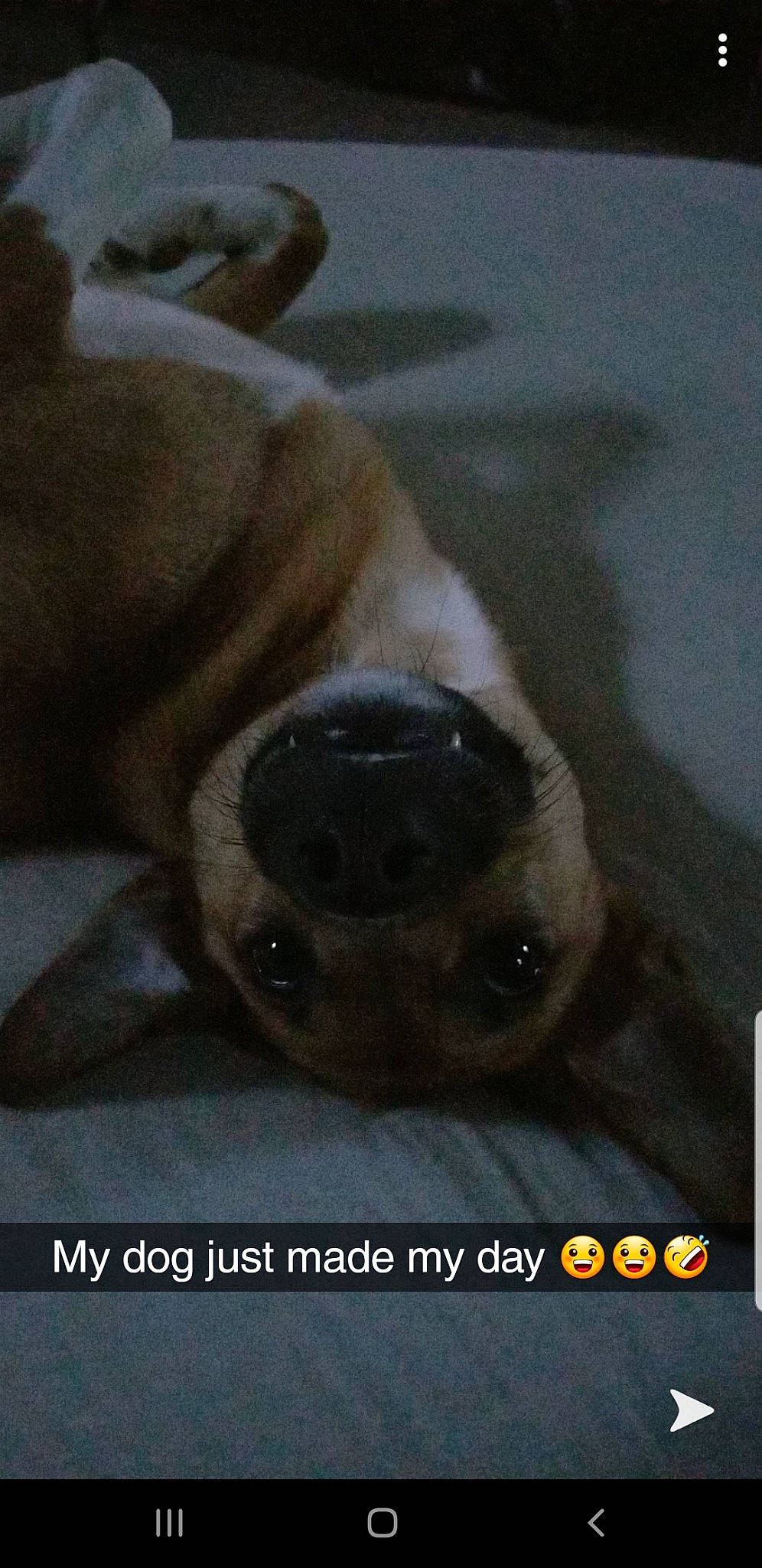 Sadie is registered to the contest to win money with this photo: canidae, carnivore, companion_dog, dog, dog_breed, fawn, font, fur, non_sporting_group, photo_caption, pug, puppy, snout, sporting_group, terrestrial_animal, toy_dog, whiskers, wildlife, working_animal, wrinkle