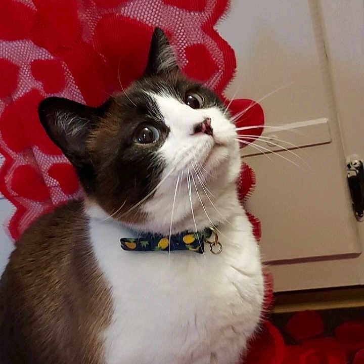 Fluff joined the competition — help win amazing prizes! abyssinian, accessories, animal, canine, cat, collar, door, face, head, indoors, interiordesign, jewelry, kitten, manx, necklace, person, pet, photography, portrait, strap