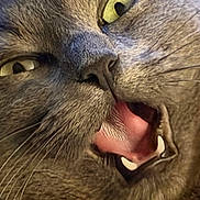 Youkie a rejoint le concours — aidez-le/la à gagner de superbes lots ! cat, gray_cat, close_up, yellow_eyes, whiskers, teeth, pink_tongue, fur, animal, pet, mouth_open, vibrissae, feline, cute, face, indoor, domestic_cat, expression, closeup, portrait