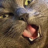 cat, gray_cat, close_up, yellow_eyes, whiskers, teeth, pink_tongue, fur, animal, pet, mouth_open, vibrissae, feline, cute, face, indoor, domestic_cat, expression, closeup, portrait