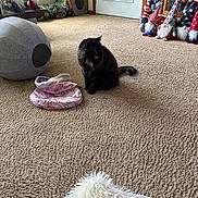 Fudge joined the competition — help win amazing prizes! animal, black_cat, carpet, cat, cozy, curtain, doll, door, floor, fur, furniture, gnome, home_decor, indoor, living_room, pet, pet_bed, plush, toy, window