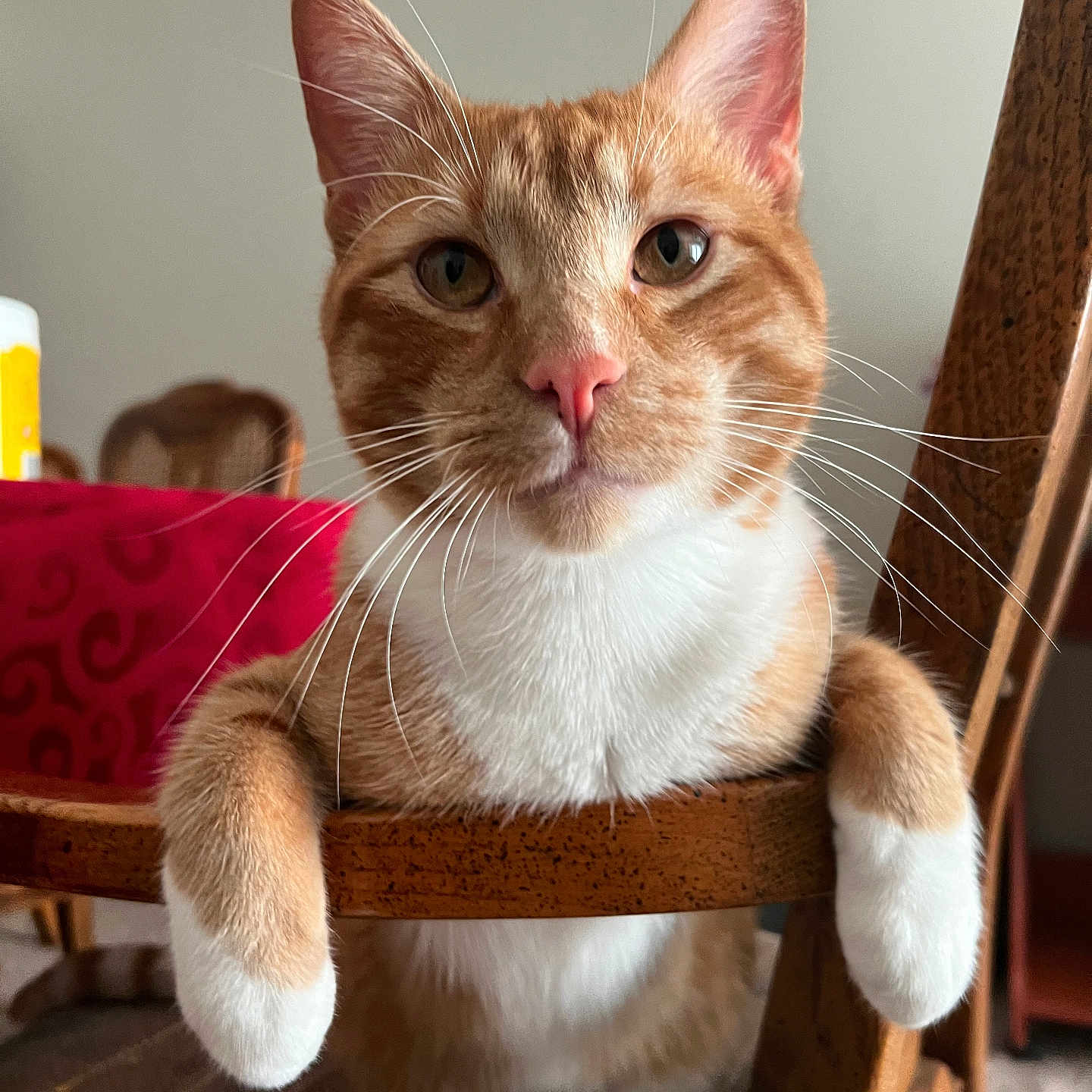Boots joined the competition — help win amazing prizes! cat, orange_cat, white_fur, pet, animal, wooden_chair, paws, indoor, feline, close_up, curious, relaxed, whiskers, fur, domestic_animal, looking_at_camera, dining_room, furniture, home, cute