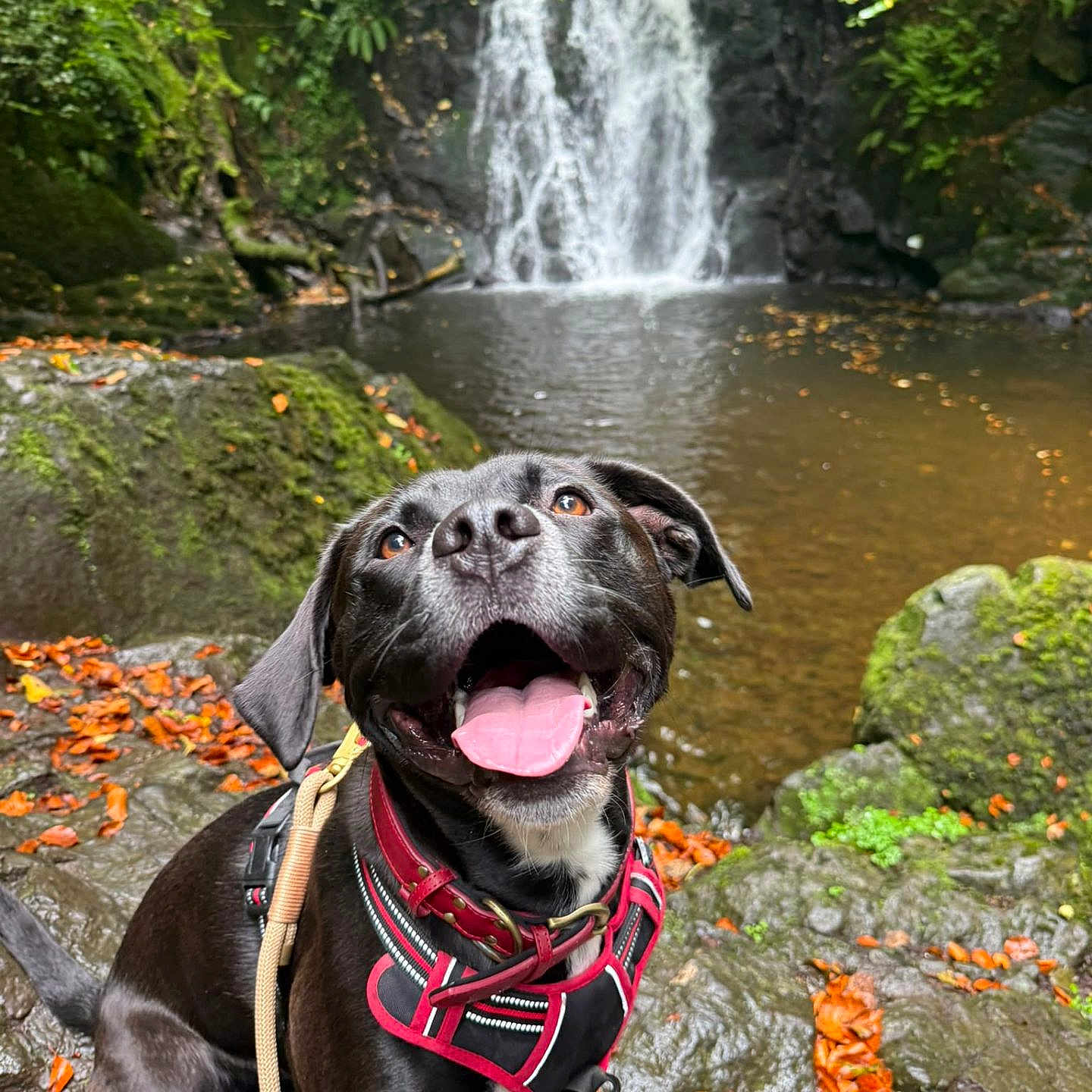 Jet