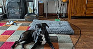 Jet joined the competition — help win amazing prizes! dog, black_and_white_dog, pet, sitting, indoor, living_room, rug, patchwork_rug, fireplace, wood_floor, furniture, cabinet, fan, toy, pet_toy, cable, home_decor, portrait, front_facing, alert