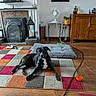 dog, black_and_white_dog, pet, sitting, indoor, living_room, rug, patchwork_rug, fireplace, wood_floor, furniture, cabinet, fan, toy, pet_toy, cable, home_decor, portrait, front_facing, alert