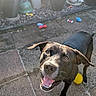 Jet joined the competition — help win amazing prizes! dog, black_dog, pet, animal, happy, smiling, open_mouth, brown_eyes, outdoor, patio, garden, potted_plants, plants, pavement, tile_floor, chew_toys, yellow_toy, blue_toy, snail_statue, portrait