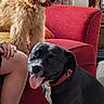 Jet joined the competition — help win amazing prizes! dog, dogs, golden_dog, black_dog, pet, portrait, sitting, indoors, living_room, red_chair, fluffy_fur, short_fur, pink_collar, tongue_out, happy, playful, dog_toy, bone, lamp, home_decor