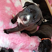 Jet joined the competition — help win amazing prizes! puppies, dogs, black_and_white, sleeping, lying_down, blanket, pink_blanket, cozy, pet, animal, portrait, close_up, puppy_face, blue_blanket, collar, indoor, cute, litter, playful, cuddling