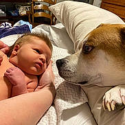 Killian joined the competition — help win amazing prizes! baby, dog, bed, pillow, hand, person, furniture, wooden_chair, blanket, room, newborn, pet, face, animal, indoor, curious, closeup, interaction, resting, cozy