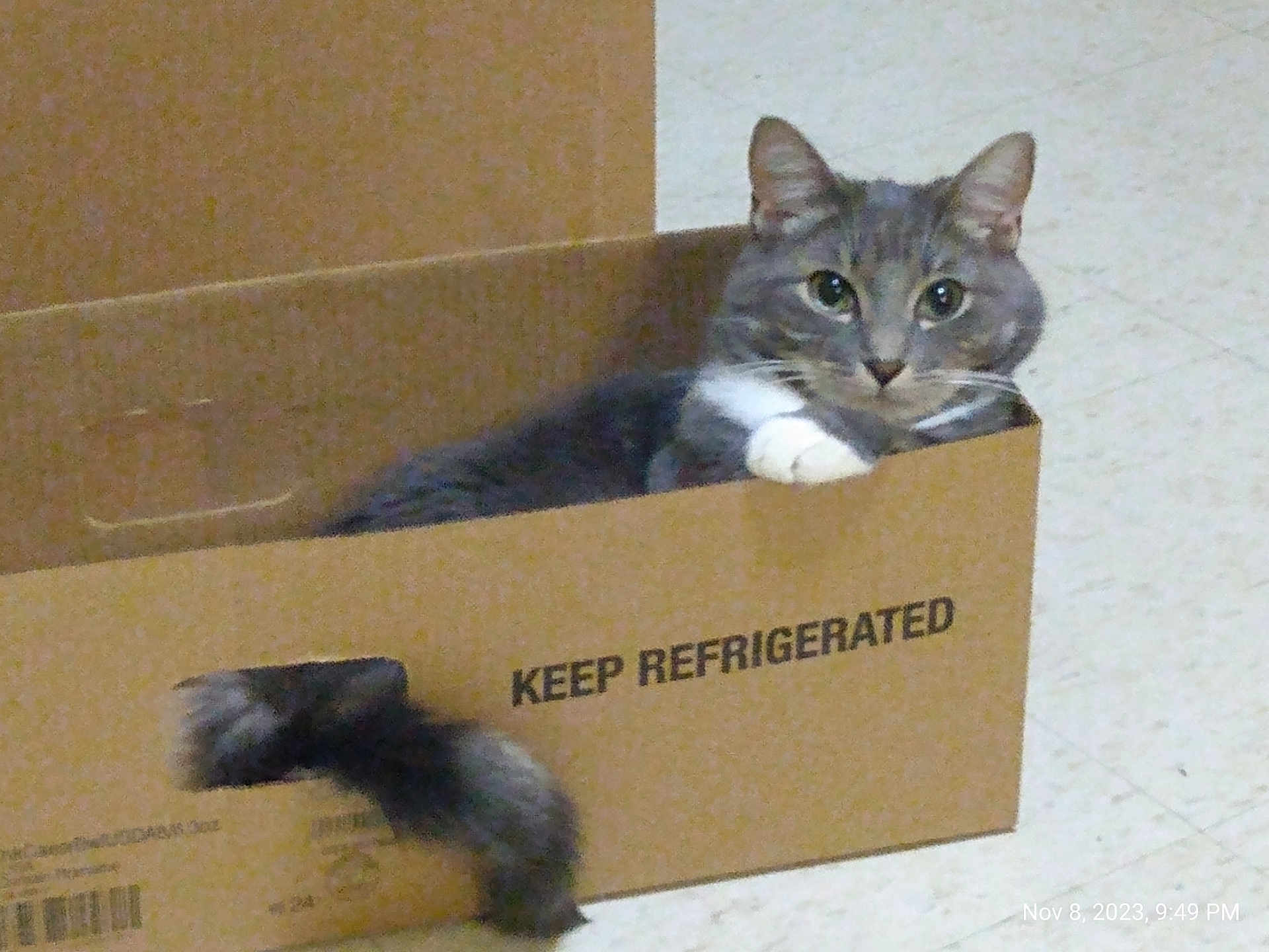 Neo joined the competition — help win amazing prizes! cat, cardboard_box, gray_cat, white_paw, tail, indoor, floor, curious, pet, animal, feline, looking_at_camera, resting, box_label, whiskers, ears, fur, sitting, domestic, closeup