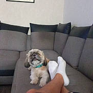 Nougatine a rejoint le concours — aidez-le/la à gagner de superbes lots ! casual, collar, couch, cute, dog, domestic_animal, furniture, gray, indoor, legs, living_room, pajamas, pet, photographs, relaxing, seated, small_dog, socks, sofa, wall_art