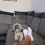 casual, collar, couch, cute, dog, domestic_animal, furniture, gray, indoor, legs, living_room, pajamas, pet, photographs, relaxing, seated, small_dog, socks, sofa, wall_art