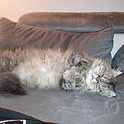 Twix a rejoint le concours — aidez-le/la à gagner de superbes lots ! cat, fluffy, sleeping, couch, gray, pet, fur, relaxed, indoor, cozy, animal, whiskers, paws, feline, resting, home, soft, cute, domestic, sleep