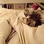 Alma participe au concours pour gagner de l'argent avec cette photo : cat, fluffy_cat, bed, bedding, indoor, pet, feline, cream_color, blurred, close_up, furniture, household, soft_texture, sleeping_area, confused_expression, animal, cute, domestic, cozy, resting