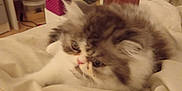 Alma a rejoint le concours — aidez-le/la à gagner de superbes lots ! kitten, cat, fluffy, bedroom, blanket, soft, furniture, indoor, pet, animal, cute, cozy, resting, fur, small, home, sleepy, curious, domestic, comfort