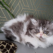 Alma participe au concours pour gagner de l'argent avec cette photo : kitten, cat, fluffy, gray, white, cute, pet, animal, fur, wide_eyes, indoor, closeup, resting, small, young, adorable, face, background, decor, pattern