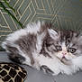 kitten, cat, fluffy, gray, white, cute, pet, animal, fur, wide_eyes, indoor, closeup, resting, small, young, adorable, face, background, decor, pattern