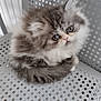 Alma a rejoint le concours — aidez-le/la à gagner de superbes lots ! kitten, cat, fluffy, white, grey, furry, pet, animal, cute, chair, indoor, looking_up, small, curled_up, domestic, young, closeup, soft_light, white_chair, adorable