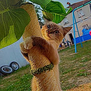 Tanga a rejoint le concours — aidez-le/la à gagner de superbes lots ! cat, scratching_post, plant, leaf, outdoor, grass, house, playground, swing_set, pet, animal, fur, climbing, garden, daylight, nature, curious, closeup, blue_sky, summer